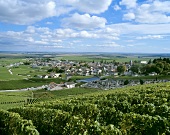 Die Gemeinde Avize, Côte des Blancs, Champagne, Frankreich