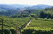 Weinberge in der Nähe von Neive, Piemont, Italien