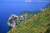Terraced vineyards, DOC Cinque Terre, Liguria, Italy