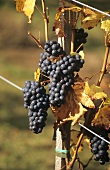Merlot, red wine grapes
