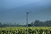 Wind machine for frost protection in vineyard, Casablanca, Chile
