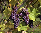 Gewürztraminer - high quality white grape variety
