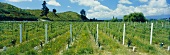 Neudorf Winery, Nelson, N. Zealand (Chardonnay wines)