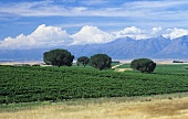 Weingebiet in Swartland nahe an Riebeek West, Südafrika