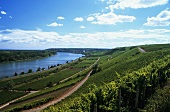 View over the Roter Hang, Rheinhessen, Germany