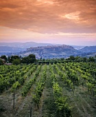 Weinanbau bei Orvieto in Umbrien, Italien