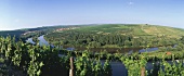Vineyards near Nordheim am Main, Germany