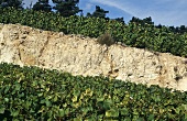 The famous chalky soil of Champagne, France