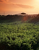Vineyards in Latium, Italy