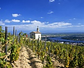 La Chapelle vineyard in Tain-l’Hermitage, Rhone