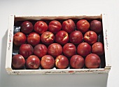 Nectarines, variety 'Starbright', in crate