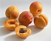 Apricots (Prunus armeniaca), variety 'Imperial' from S. Africa