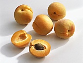 Aprikosen (Prunus armeniaca), Sorte Modesto, aus Frankreich