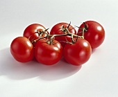 Tomatoes (Lycopersicon esculentum), variety ‘Voyager’