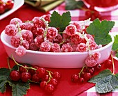 Sugared redcurrants in white dish