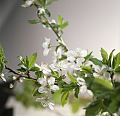 Plum blossom (Prunus domestica) on branch