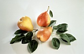 Three Pears with Leaves