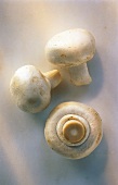 Three White Button Mushrooms