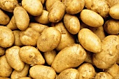 Lots of potatoes of different sizes