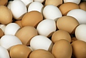 Many brown and white eggs