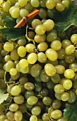 Several Green Grapes