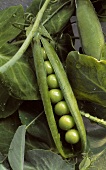 Opened pea pod with peas and pea leaves