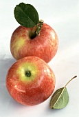 Two Gala Apples