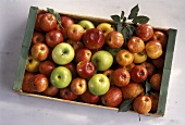 Äpfel in einer Steige (Royal Gala & Granny Smith)