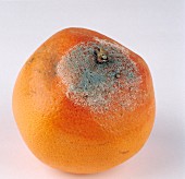 Eine verfaulte Orange mit grünem Schimmelpilz