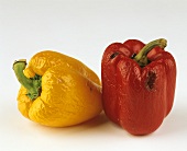 A rotten red and yellow pepper