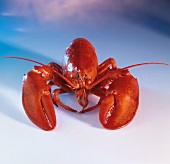 A whole lobster (head side)