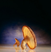 Grosser Shiitake-Pilz im Vordergrund, kleiner dahinter