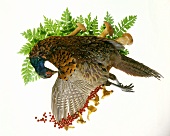 A Freshly Killed Pheasant