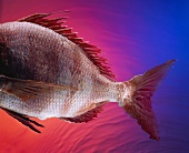 Tail of a Black Sea Bass