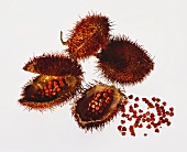 Annatto seeds with flowers
