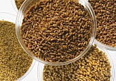 Various cereal grains in bowls