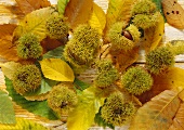 Sweet chestnuts in their shells with leaves