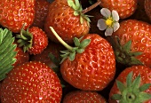 Erdbeeren mit Stiel & eine Erdbeerblüte (Ausschnitt)