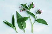 Beinwell (Symphytum officinale), Blätter und Blüten