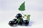 Ein Zweig schwarze Johannisbeeren