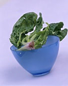 Fresh spinach leaves in blue bowl