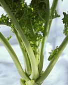 Kale, standing up (close-up)