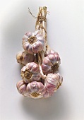 Dried garlic bulbs, tied together