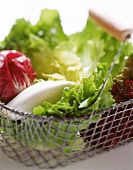 Various lettuces in a wire basket (close-up)
