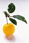 A Small Yellow Plum