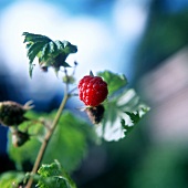 A Raspberry Growing on a Bush