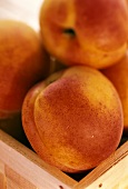 Mehrere Aprikosen aus Frankreich im Spankorb (Nahaufnahme)