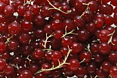 Red Currants Spritzed