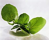 Fresh watercress with a few drops of water
