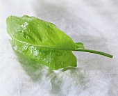 A sorrel leaf with drops of water on light background